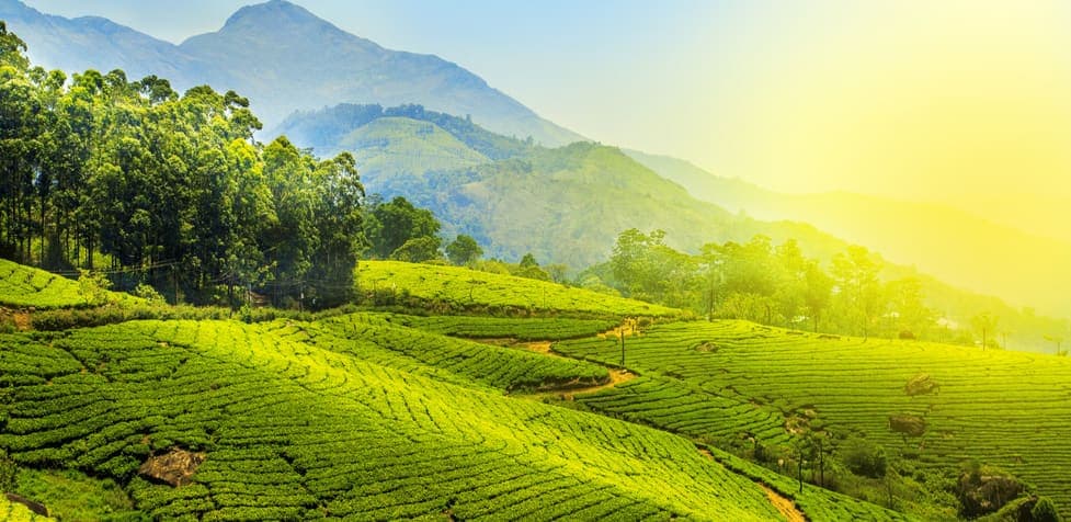 Munnar Hill Station Retreat - image 1